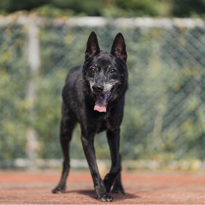 Black adult male mixed-breed dog, Medium, shelter no. …2801