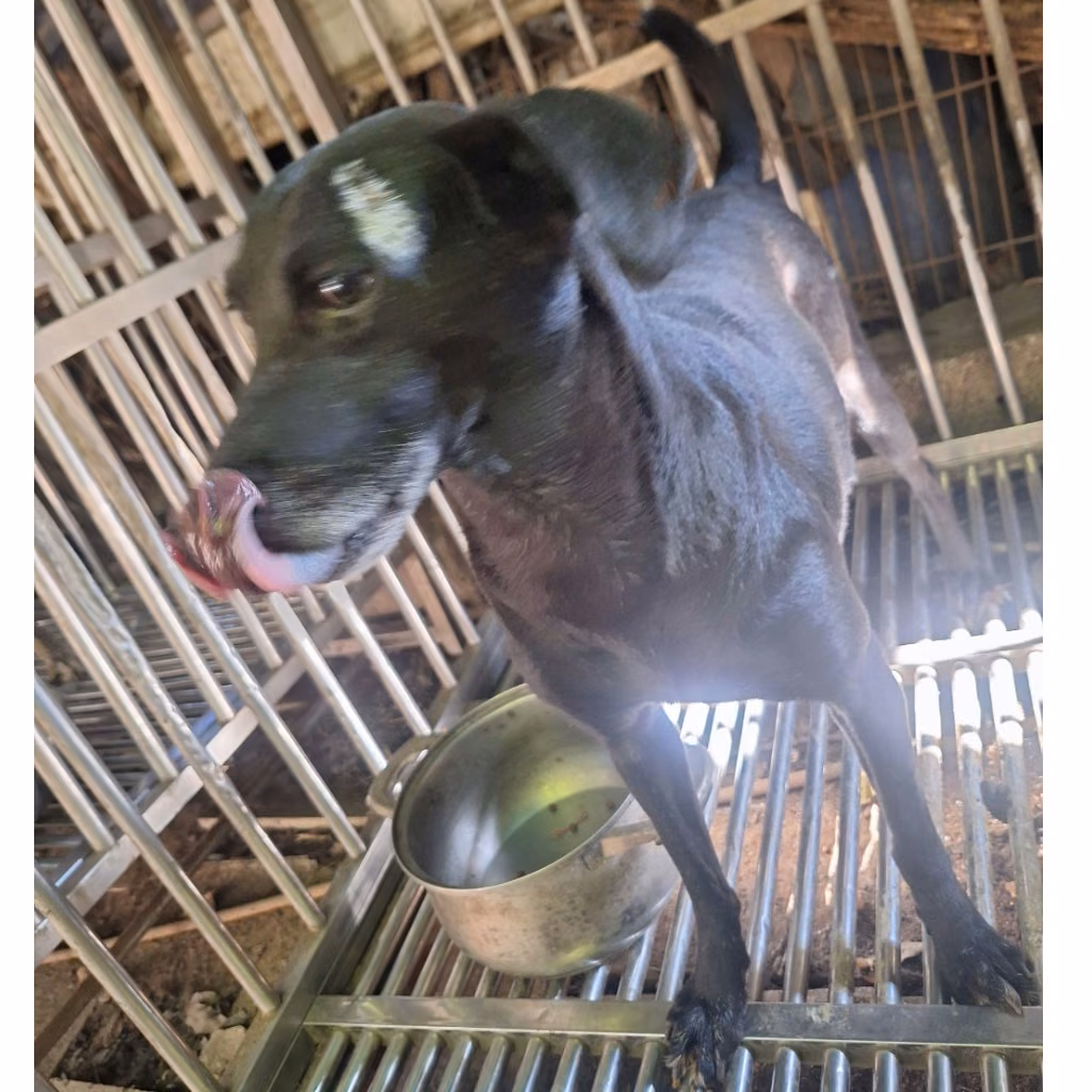 Black adult female mixed-breed dog, Large, shelter no. …104D