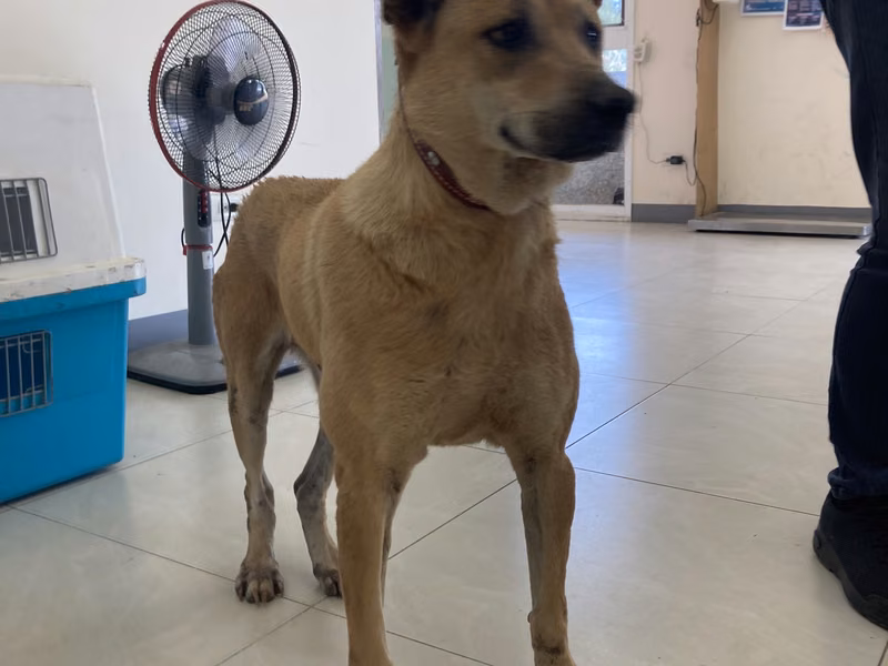 Brown adult male mixed-breed dog, Medium, shelter no. …3D02