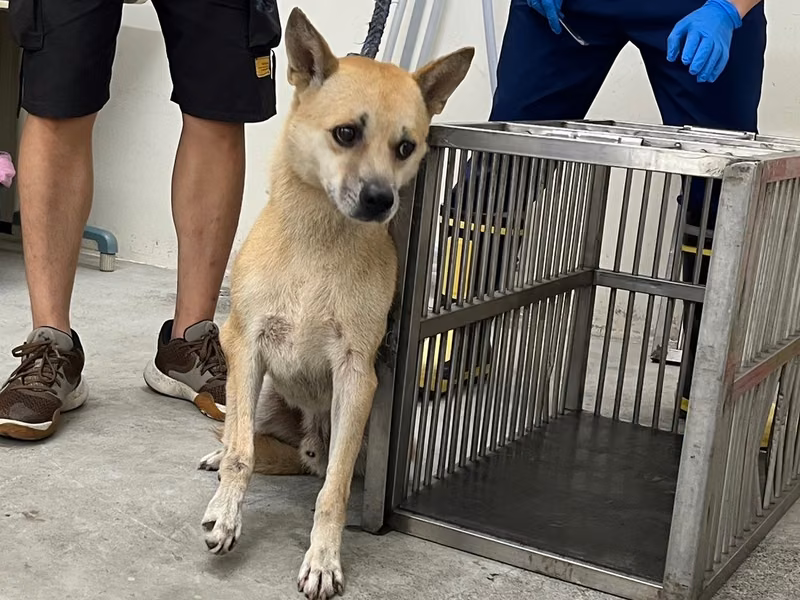 Tan adult male mixed-breed dog, Medium, shelter no. …2101