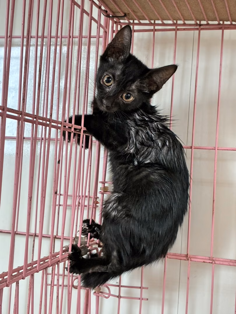 Black young female mixed-breed cat, Small, shelter no. …1004