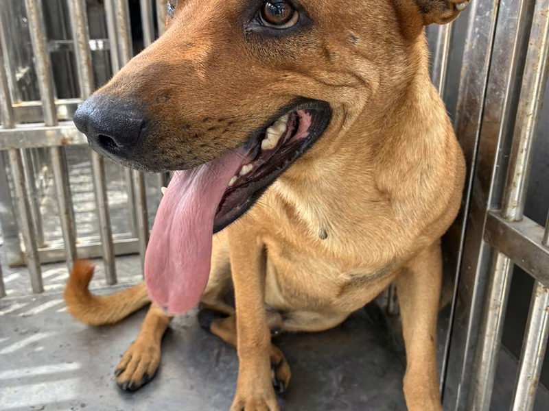 Tan adult male mixed-breed dog, Medium, shelter no. …4014
