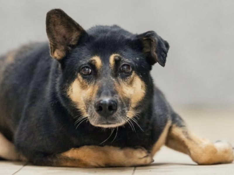Black-and-tan adult female mixed-breed dog, Large, shelter no. …3001