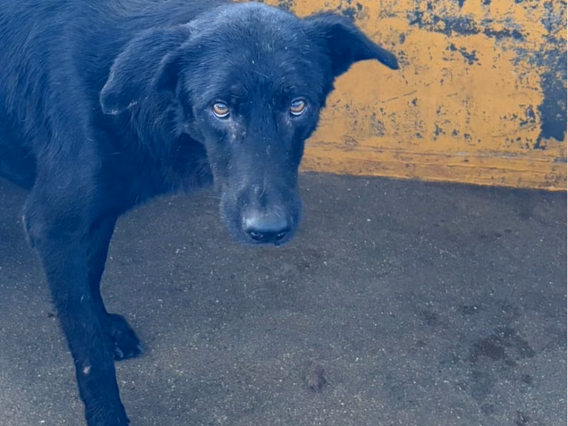Black adult male mixed-breed dog, Large, shelter no. …3007
