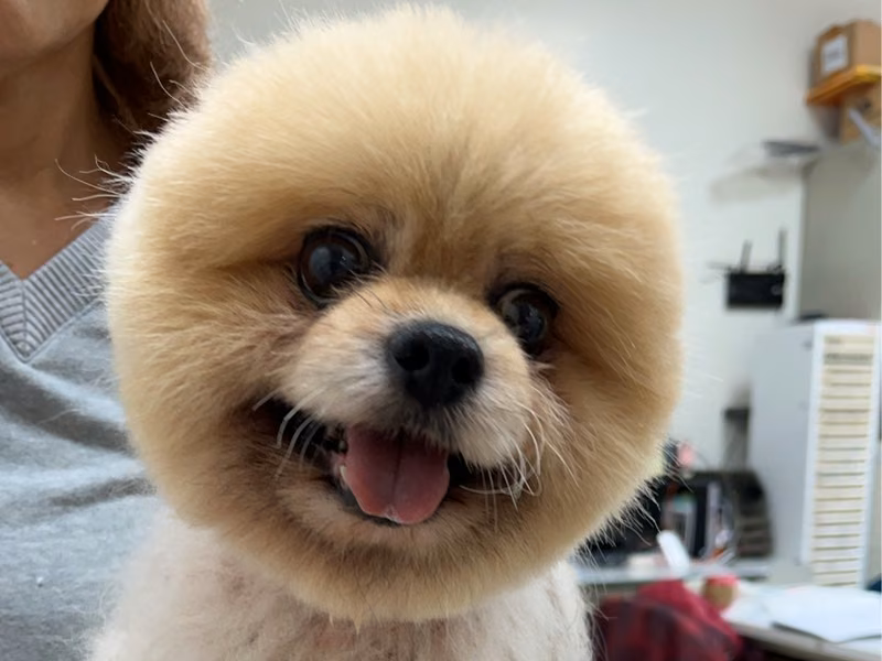 Brown adult male Pomeranian, Small, shelter no. …3010