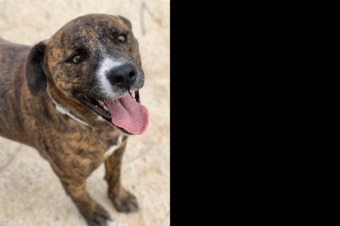 Peris, Matanda na · Lalaki · Katamtaman · American Staffordshire Terrier