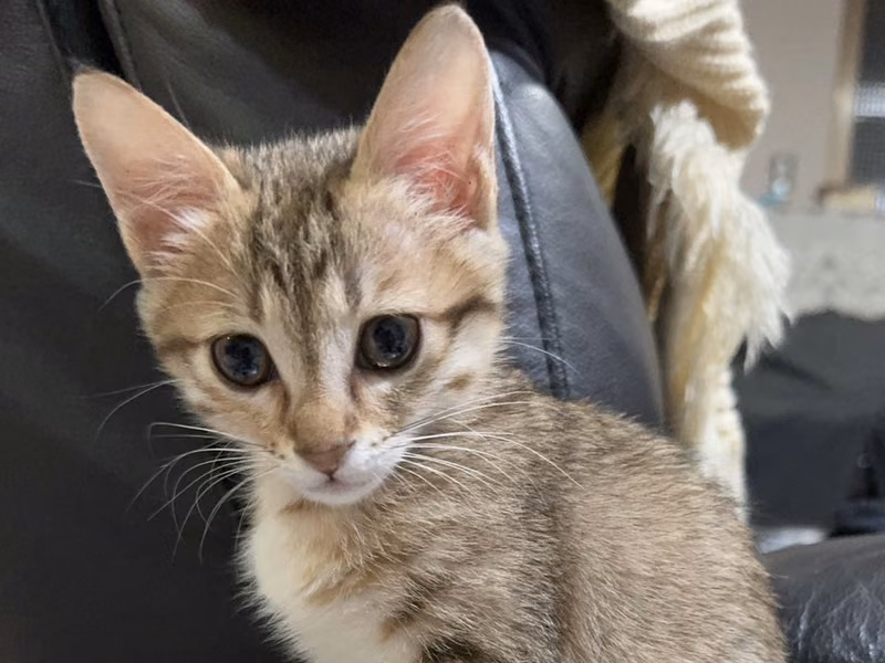 Tabby young female mixed-breed cat, Small, shelter no. …3008
