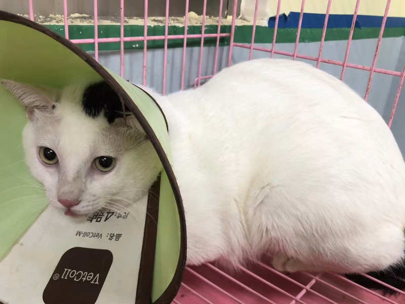 Black-and-white adult male mixed-breed cat, Medium, shelter no. …2-01