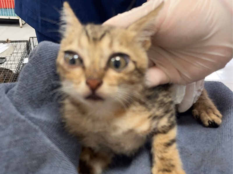Tabby young female mixed-breed cat, Small, shelter no. …6011