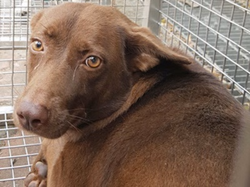 Brown adult female mixed-breed dog, Medium, shelter no. …0004