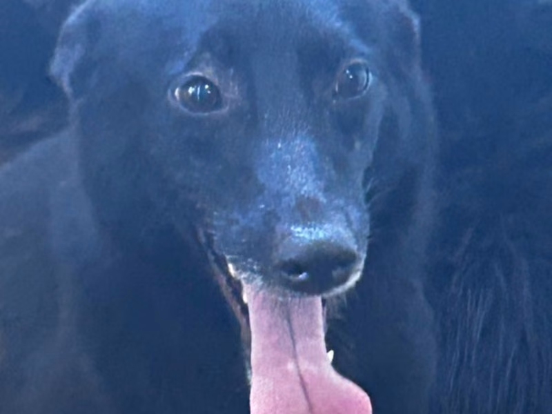 Black adult female mixed-breed dog, Large, shelter no. …0049