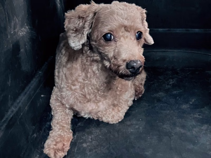 Brown adult female mixed-breed dog, Medium, shelter no. …7001