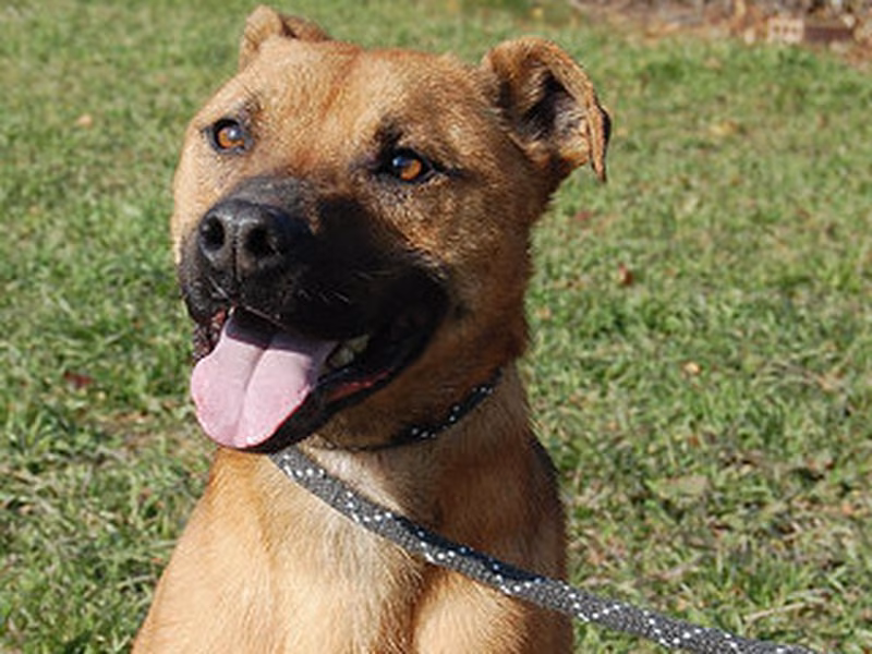 Kaos, Senior · Male · Medium · Mixed breed