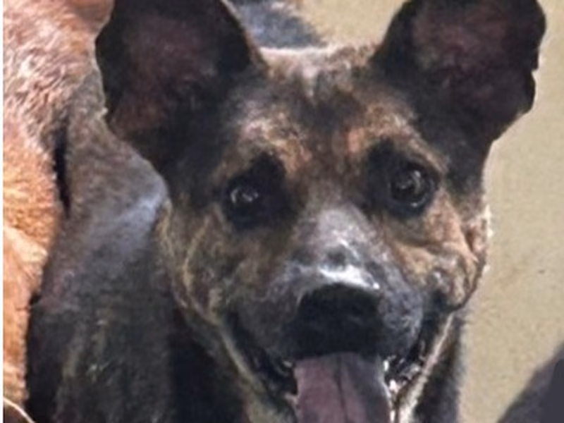 Black-and-tan adult male mixed-breed dog, Large, shelter no. …6012