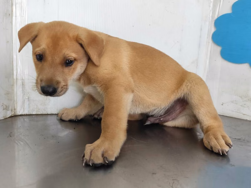 Tan young male mixed-breed dog, Medium, shelter no. …0407