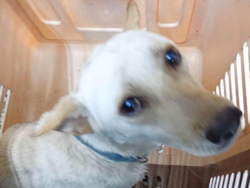 White adult male mixed-breed dog, Large, shelter no. …1105