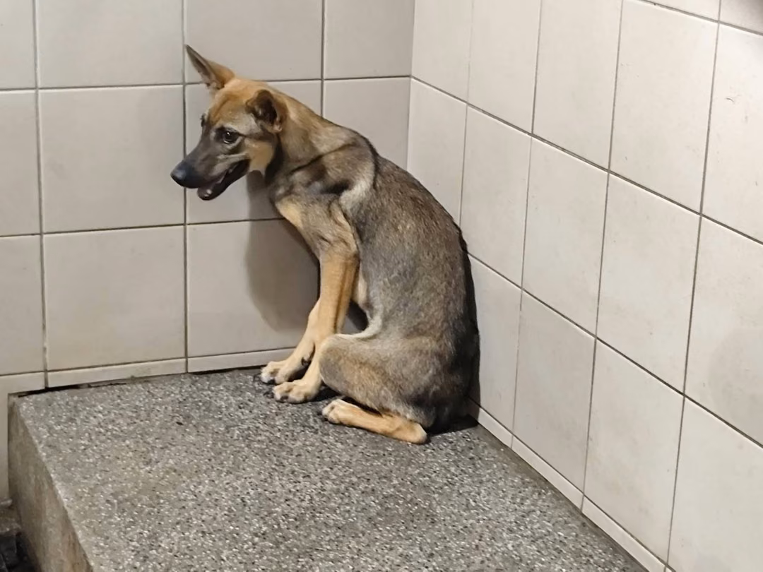 Tan adult female mixed-breed dog, Large, shelter no. …2604