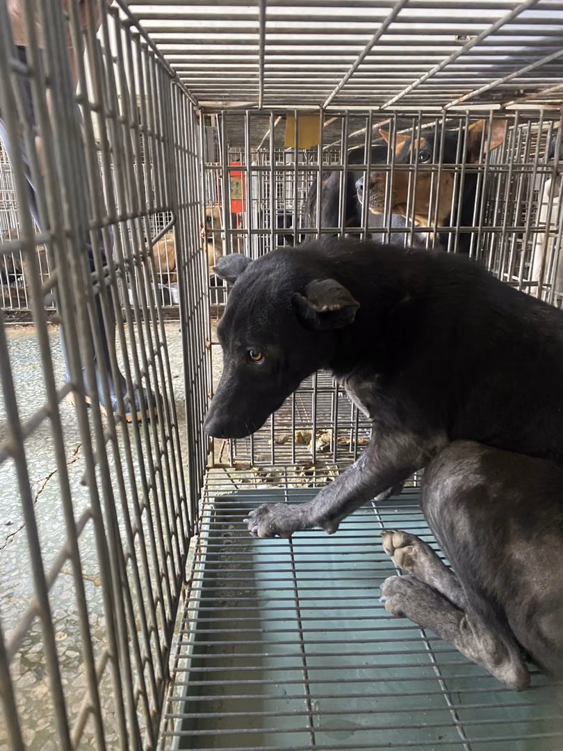 Black adult female mixed-breed dog, Medium, shelter no. …6-01