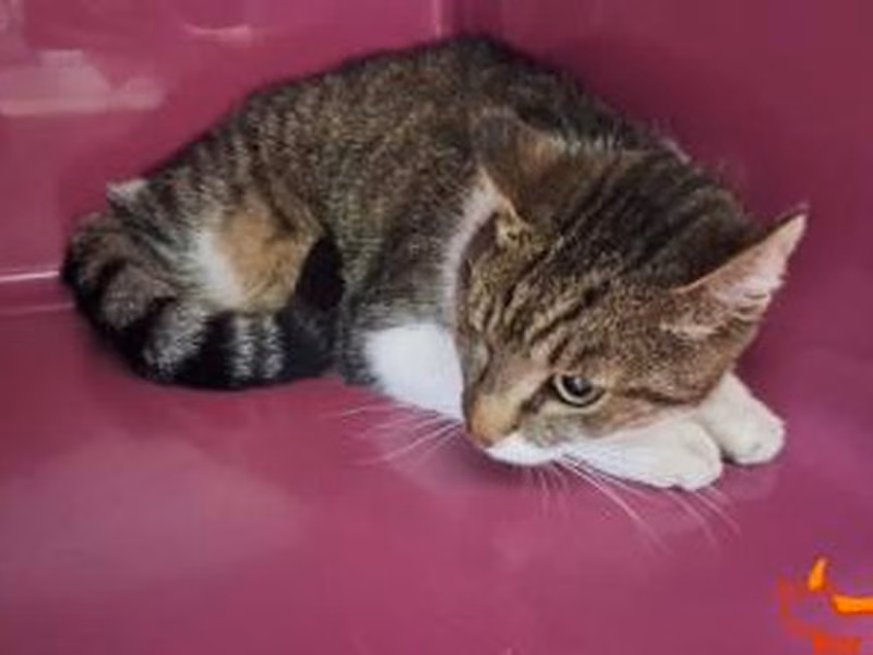 Brown tabby adult male European Shorthair, shelter no. …4182