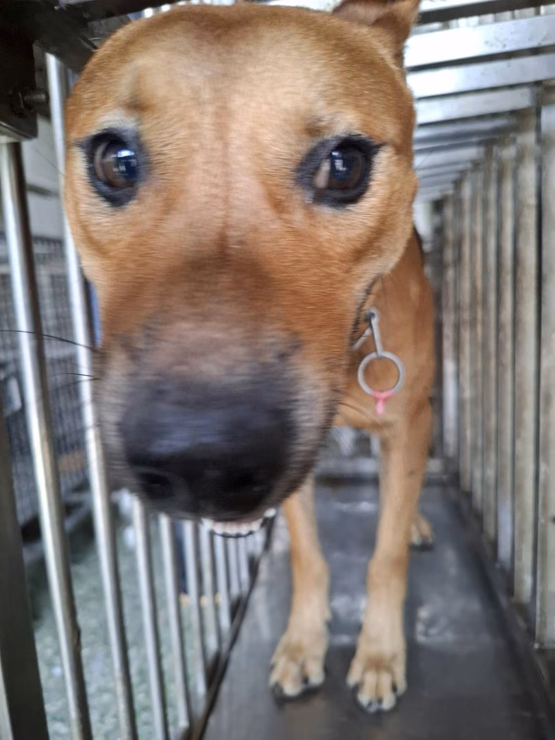 Tan adult male mixed-breed dog, Medium, shelter no. …3-18