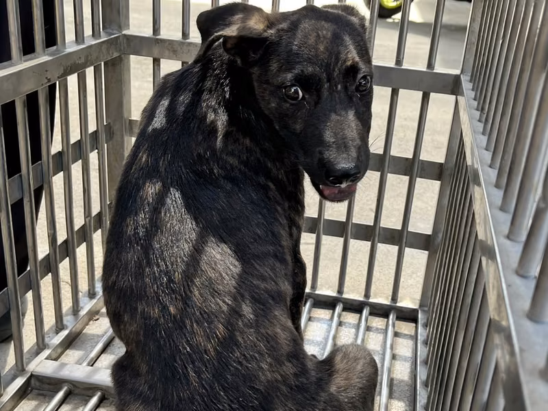 Tabby young male mixed-breed dog, Small, shelter no. …8005