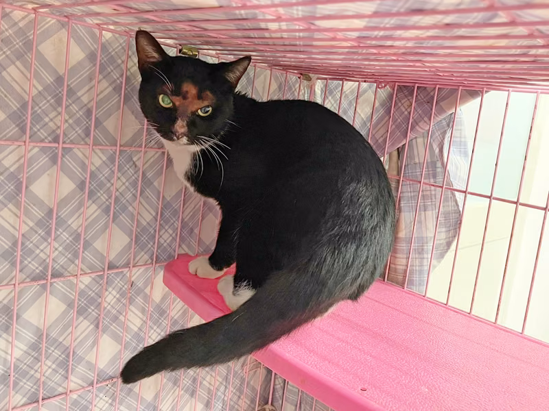 ミックス猫(オス・成猫・黒と白)、中型, 施設番号 …1602
