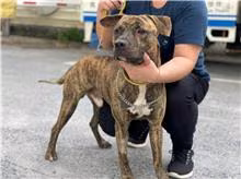 Tabby adult male mixed-breed dog, Medium, shelter no. …0305