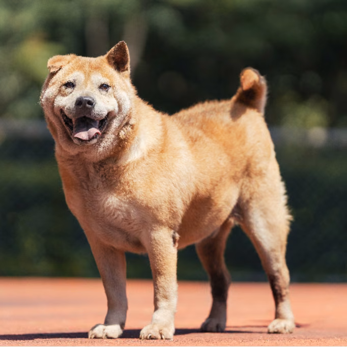 Tan-and-white adult male mixed-breed dog, Medium, shelter no. …1801