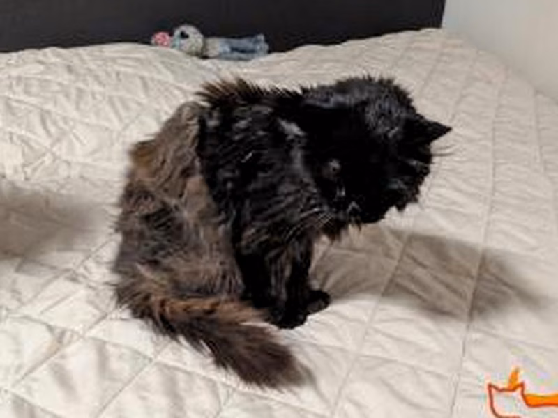 Female mixed-breed cat, shelter no. …3997