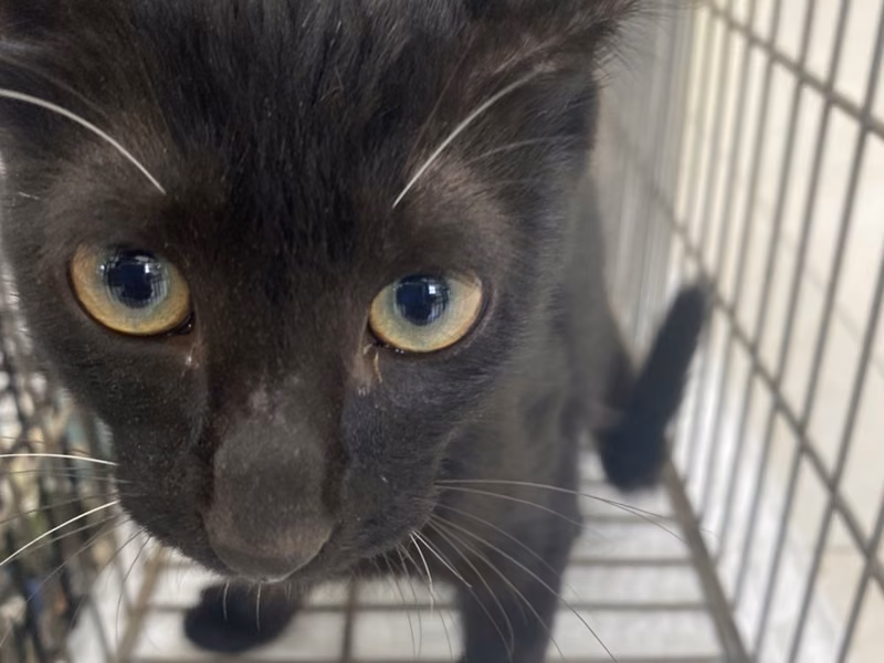 Black young male mixed-breed cat, Small, shelter no. …1C02