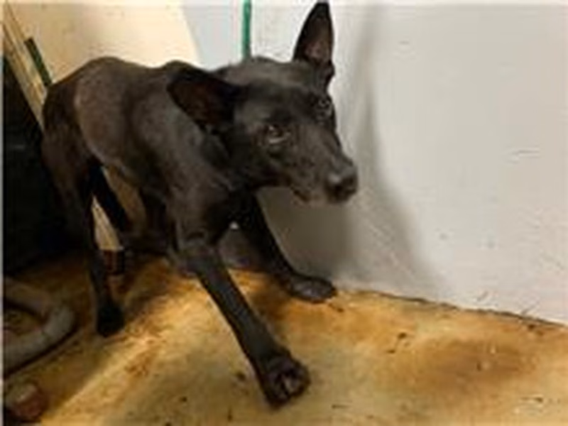 Black adult female mixed-breed dog, Medium, shelter no. …2608