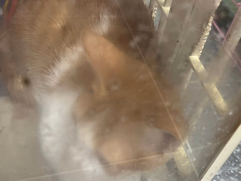 Orange-and-white adult female mixed-breed cat, Small, shelter no. …7007