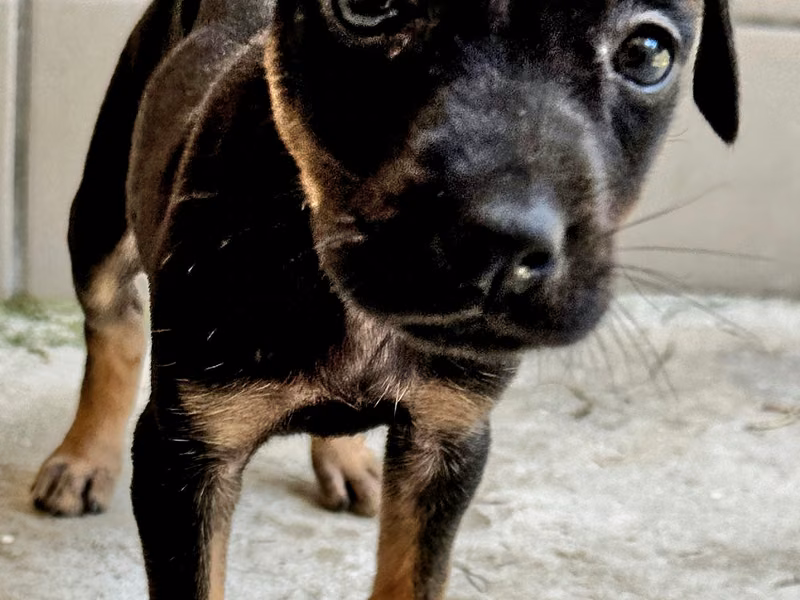 Brown-and-black young male mixed-breed dog, Medium, shelter no. …1005