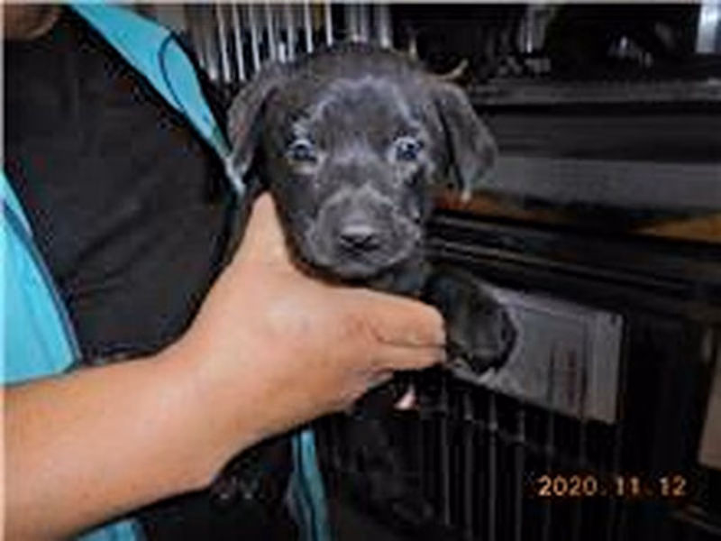 Black adult female mixed-breed dog, Small, shelter no. …2026
