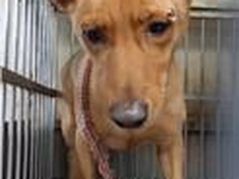 Tan adult male mixed-breed dog, Medium, shelter no. …5001