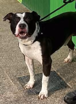Pancho, Senior · Male · Medium · American Staffordshire Terrier