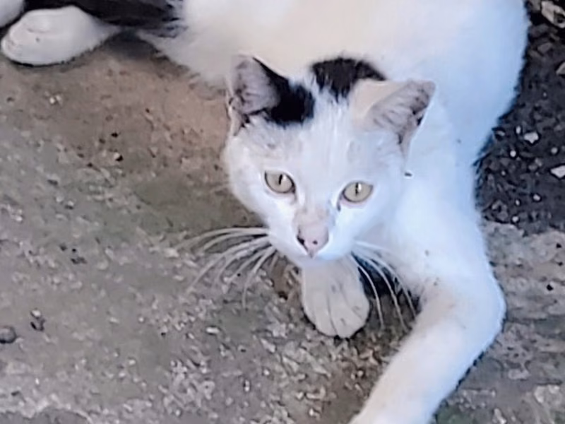 黑白色青年公混种猫，中型, 收容编号 …0003