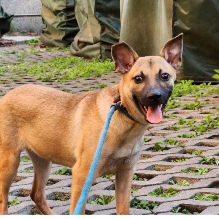 黄色青年母混种犬,小型, 收容编号 …3003