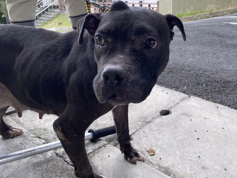 Black adult female mixed-breed dog, Medium, shelter no. …7001