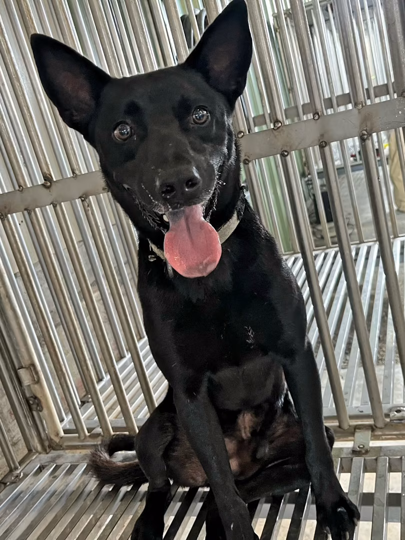 Black adult male mixed-breed dog, Medium, shelter no. …1006