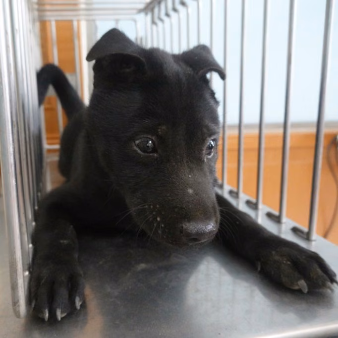 Black young male mixed-breed dog, Small, shelter no. …3-10