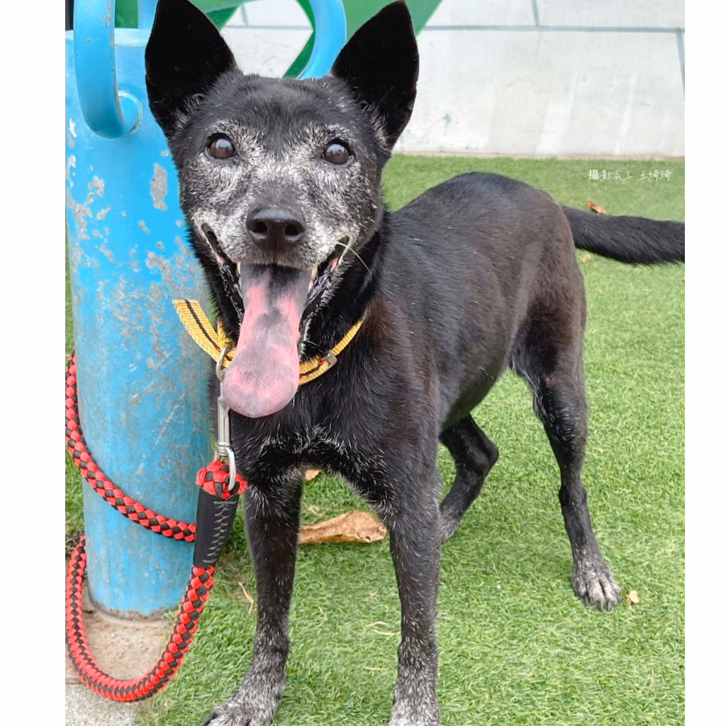 Black adult female mixed-breed dog, Medium, shelter no. …2-04