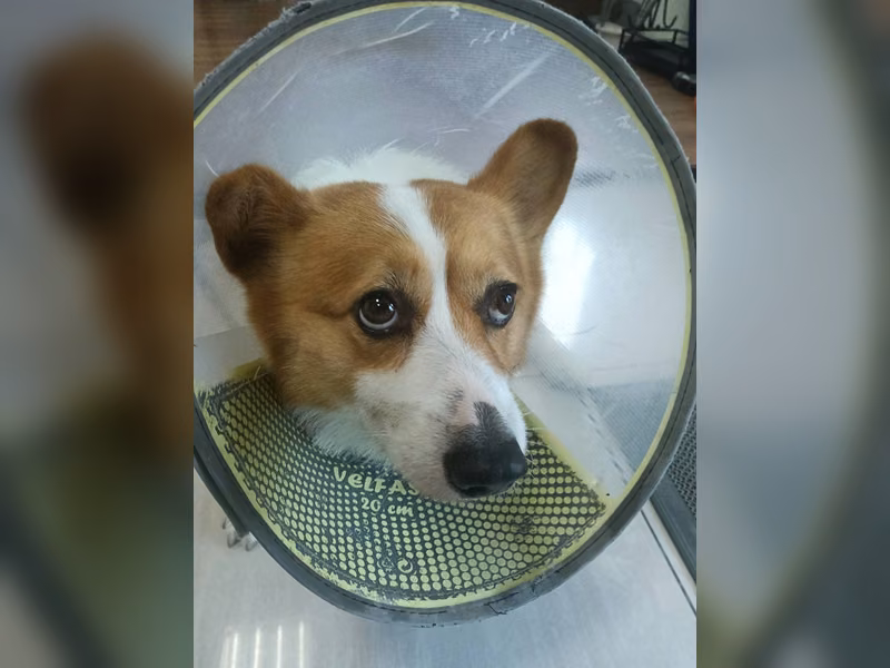 Tan-and-white adult male Welsh Corgi, Medium, shelter no. …7001