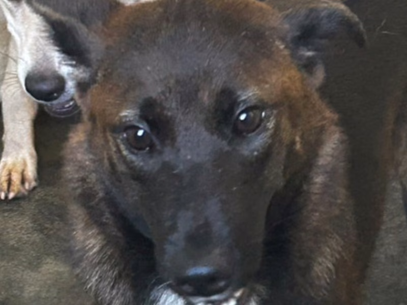 Brown-and-black adult female mixed-breed dog, Medium, shelter no. …7063