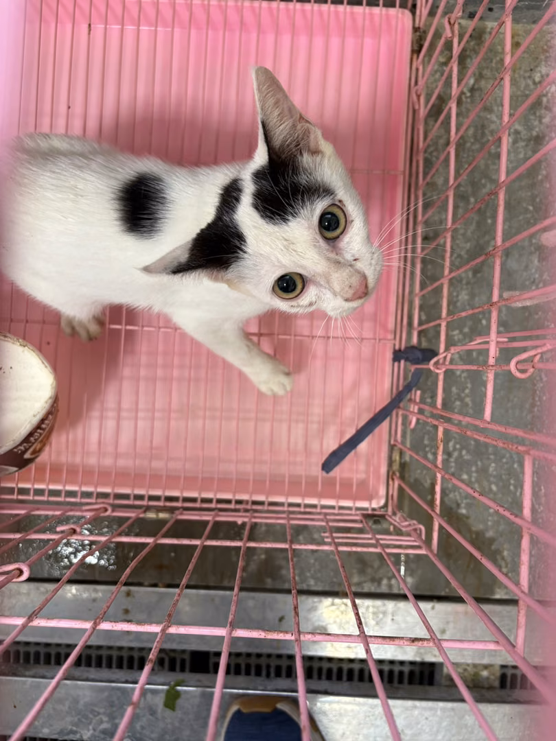 Black-and-white adult female mixed-breed cat, Medium, shelter no. …4001