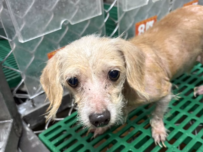 Tan adult female mixed-breed dog, Medium, shelter no. …2008