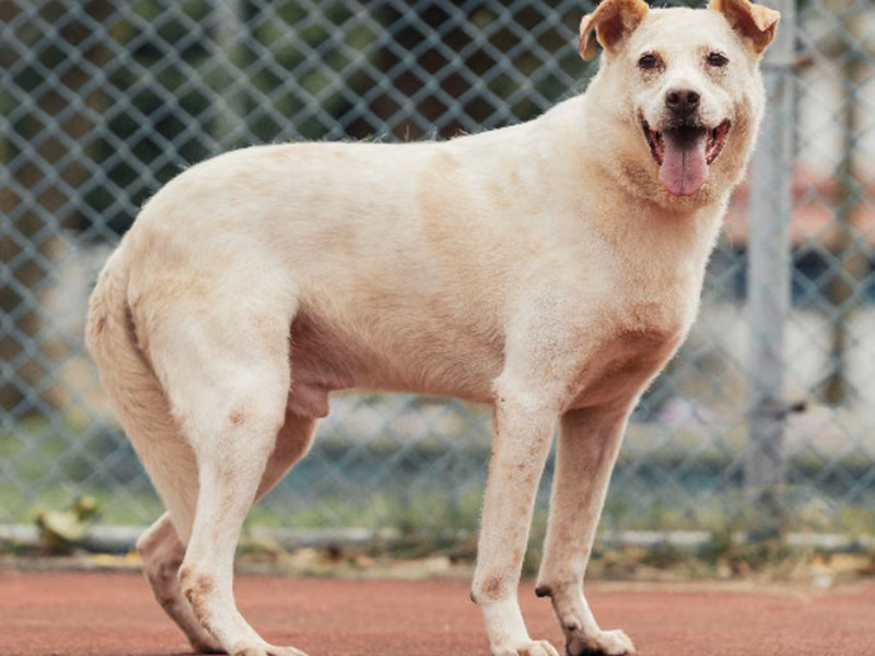 White adult male mixed-breed dog, Medium, shelter no. …1309