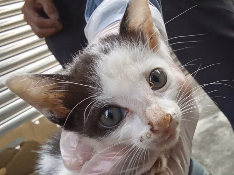 Black-and-white young male mixed-breed cat, Small, shelter no. …9001