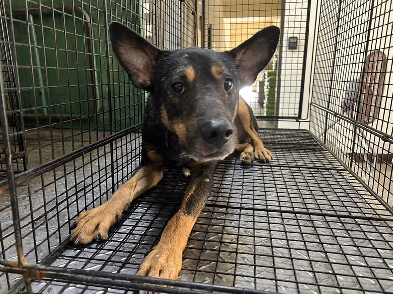 Black-and-tan adult male mixed-breed dog, Medium, shelter no. …6015