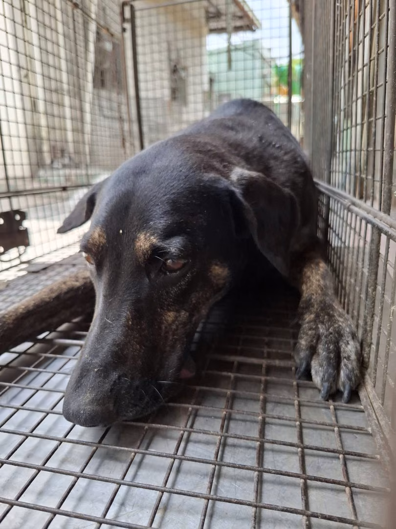 Black adult female mixed-breed dog, Large, shelter no. …2-08